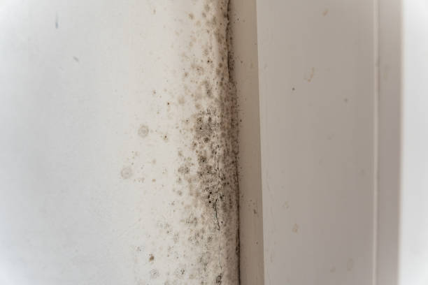 Mold Odor Removal Services in Glenarden, MD